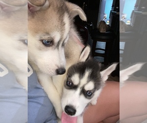 Siberian Husky Puppy for sale in LEHIGH, FL, USA