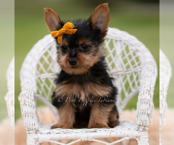 Medium Photo #34 Yorkshire Terrier Puppy For Sale in WARSAW, IN, USA