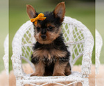 Small #1 Yorkshire Terrier