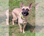Small Black Mouth Cur