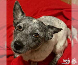 Mutt Dogs for adoption in Washington, DC, USA