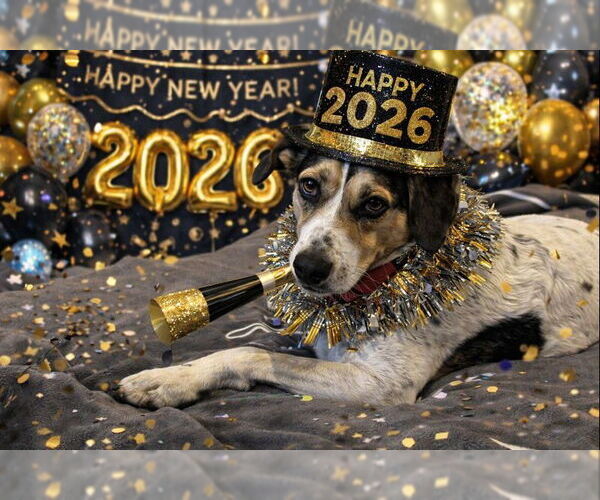 Medium Photo #9 Mutt Puppy For Sale in Westminster, MD, USA