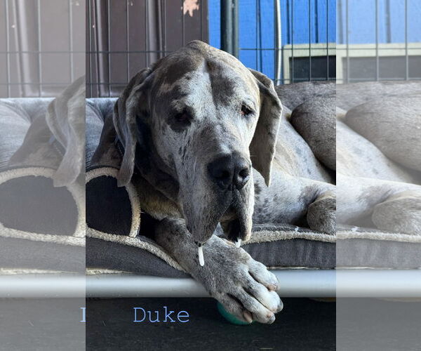 Medium Photo #2 Great Dane Puppy For Sale in Palm Beach, FL, USA