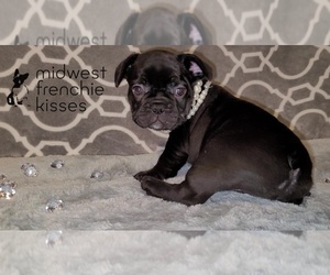 Medium French Bulldog