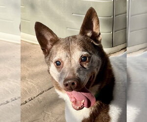 Mutt Dogs for adoption in Lancaster, CA, USA