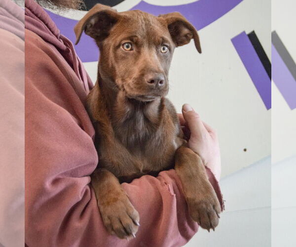 Medium Photo #3 Chocolate Labrador retriever-German Shepherd Dog Mix Puppy For Sale in Huntley, IL, USA
