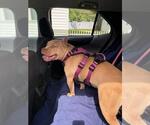 Polly Pockets - Female American Staffordshire Terrier-Unknown Mix Dog for Adoption - Small photo