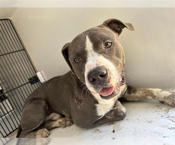 Medium Photo #1 American Pit Bull Terrier Puppy For Sale in Houston, TX, USA