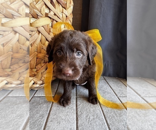 Medium Photo #3 Miniature Labradoodle Puppy For Sale in MESA, AZ, USA
