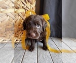 Small #2 Miniature Labradoodle