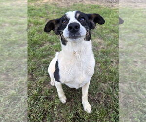 Jack Russell Terrier-Unknown Mix Dogs for adoption in Eastman, GA, USA