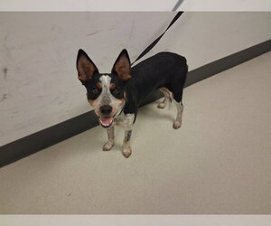 Mutt Dogs for adoption in Corona, CA, USA