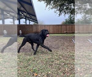 Labrador Retriever-Unknown Mix Dogs for adoption in Plano, TX, USA