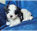 Small #22 Morkie