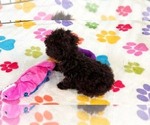 Small #7 Cockapoo (Toy)-Poodle (Toy) Mix
