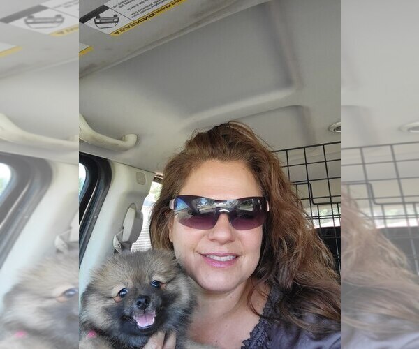 Medium Photo #1 Pomeranian Puppy For Sale in WILLIAMSBURG, CO, USA