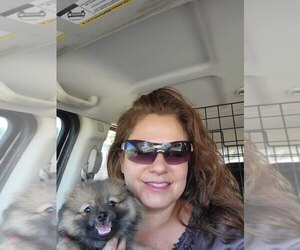 Father of the Pomeranian puppies born on 05/01/2025