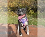 Small #6 American Pit Bull Terrier Mix