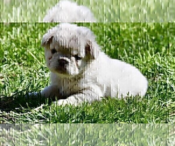 Medium Photo #12 French Bulldog Puppy For Sale in MIAMI, FL, USA