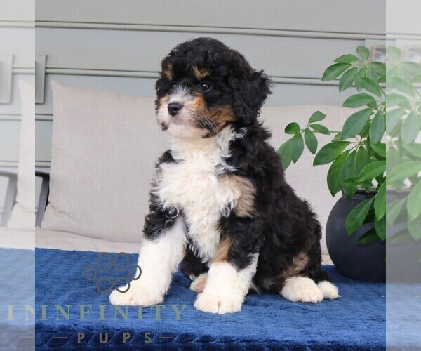 Medium Photo #2 Bernedoodle (Miniature) Puppy For Sale in NARVON, PA, USA
