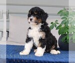 Small #1 Bernedoodle (Miniature)