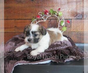 Zuchon Puppy for sale in LE MARS, IA, USA