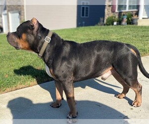Father of the American Bully puppies born on 07/08/2023