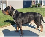 Small Photo #1 American Bully Puppy For Sale in CLINTON, MD, USA