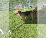 Small #1 Labrador Retriever Mix