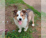 Puppy Puppy 1 Shetland Sheepdog