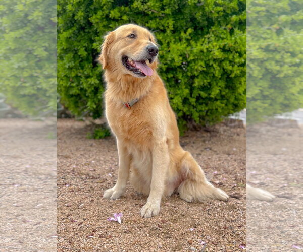 Medium Photo #2 Golden Retriever Puppy For Sale in PIPE CREEK, TX, USA