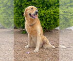 Small #1 Golden Retriever
