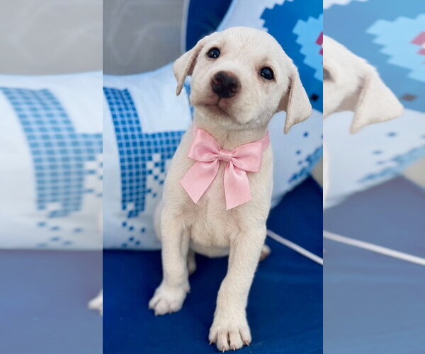 Medium Photo #1 Labrador Retriever-Unknown Mix Puppy For Sale in Jefferson, NJ, USA
