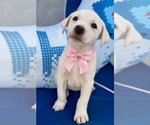 Small Labrador Retriever Mix