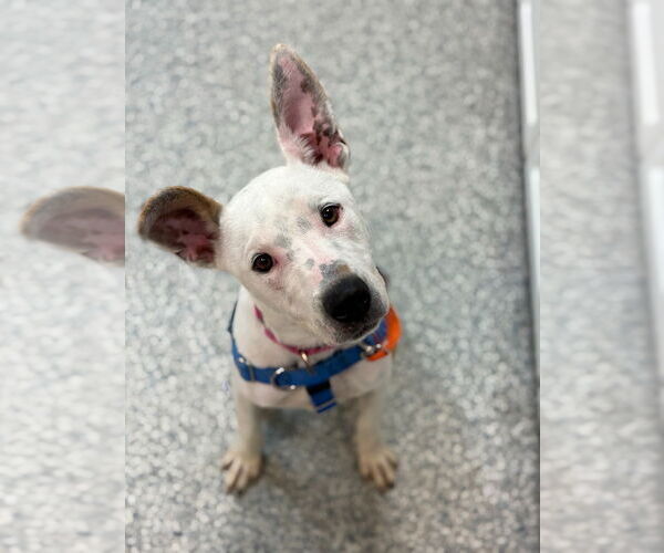 Medium Photo #6 Mutt Puppy For Sale in Sayreville, NJ, NJ, USA