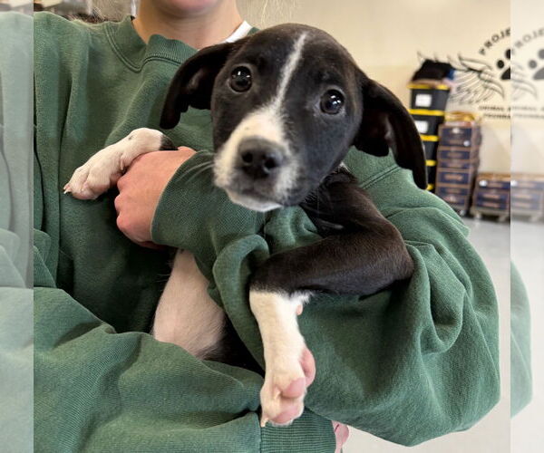 Medium Photo #2 American Pit Bull Terrier-Labrador Retriever Mix Puppy For Sale in GILBERTS, IL, USA