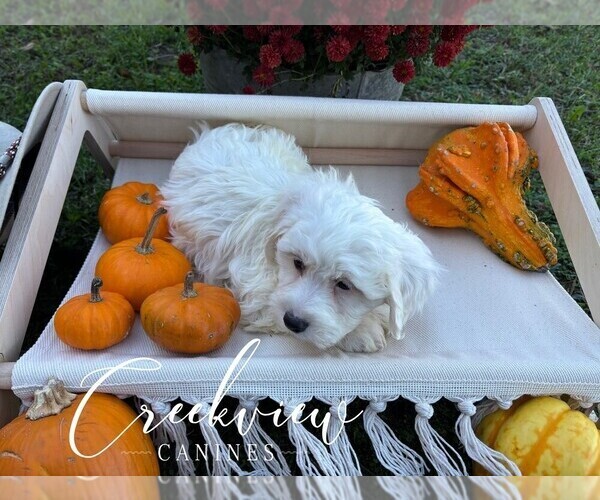 Medium Photo #6 Havachon Puppy For Sale in NIANGUA, MO, USA