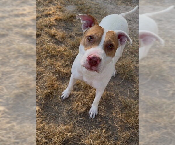 Medium Photo #1 American Pit Bull Terrier-Unknown Mix Puppy For Sale in Conroe, TX, USA