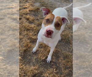 American Pit Bull Terrier-Unknown Mix Dogs for adoption in Conroe, TX, USA