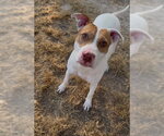 Small American Pit Bull Terrier Mix