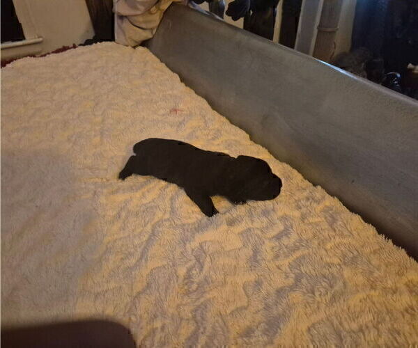Medium Photo #2 Cane Corso Puppy For Sale in COLUMBIA, SC, USA