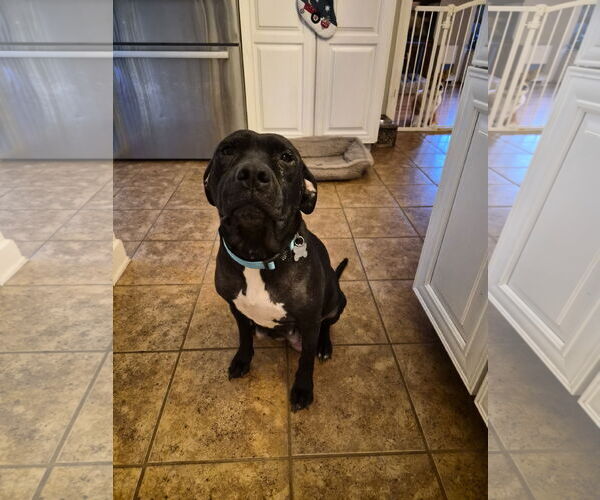 Medium Photo #9 American Pit Bull Terrier-Unknown Mix Puppy For Sale in Holly Springs, NC, USA