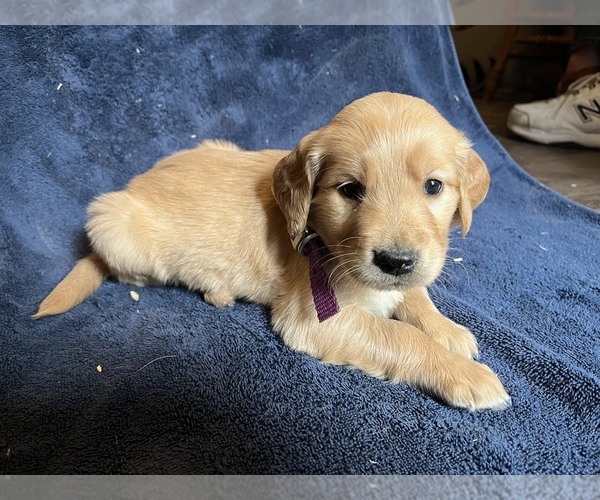 Medium Photo #1 Golden Retriever Puppy For Sale in BARNHART, MO, USA