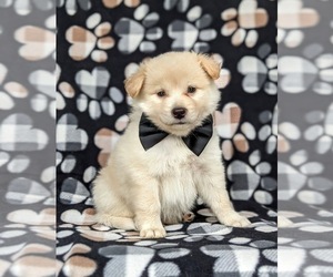 American Eskimo Dog-Border Collie Mix Puppy for sale in QUARRYVILLE, PA, USA