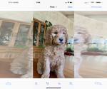 Small #22 Goldendoodle