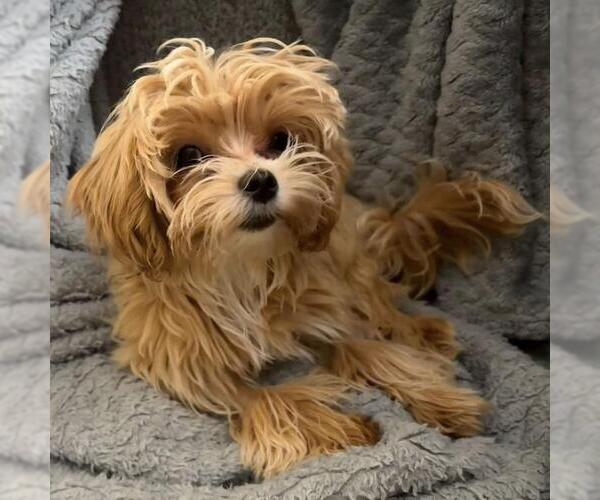 Medium Photo #11 Maltipoo (Miniature) Puppy For Sale in San Diego, CA, USA