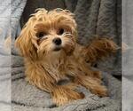 Small #10 Maltipoo (Miniature)