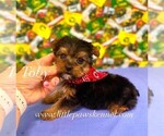Image preview for Ad Listing. Nickname: Tiny Toby
