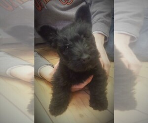 Medium Scottish Terrier