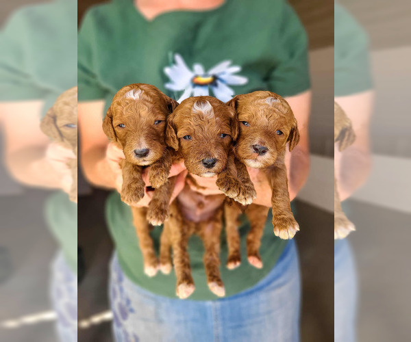 Medium Photo #5 Poodle (Standard) Puppy For Sale in WAGENER, SC, USA